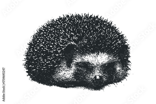 Textured hedgehog creature on transparent background. Vector hand drawn illustration