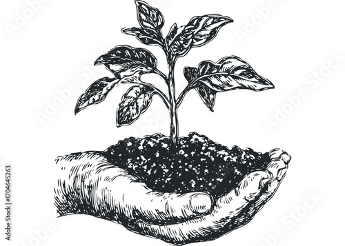 Hand cupping soil with seedling growing on transparent. Vector hand drawn illustration
