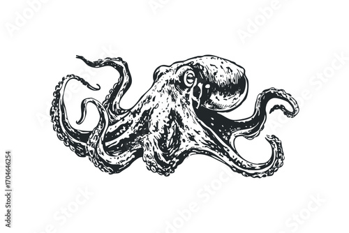 Ink drawing of a solitary octopus with detailed tentacles on a transparent. Vector hand drawn illustration