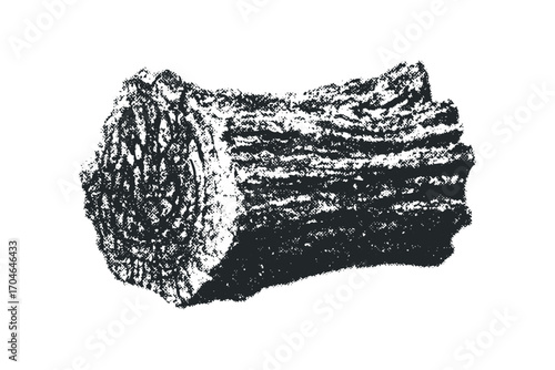 Textured Tree Bark Segment Isolated. Vector hand drawn illustration
