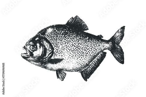 Ink drawing of a piranha on transparent background. Vector hand drawn illustration
