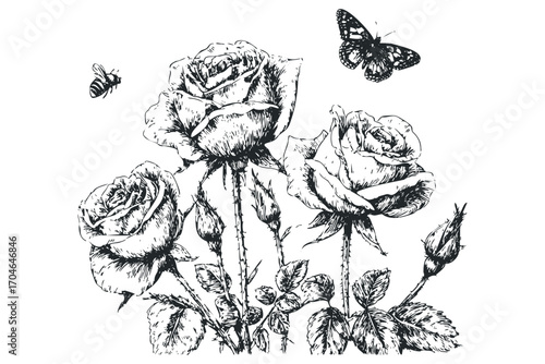 Black and white sketch of blooming roses with a butterfly and bee. Vector hand drawn illustration