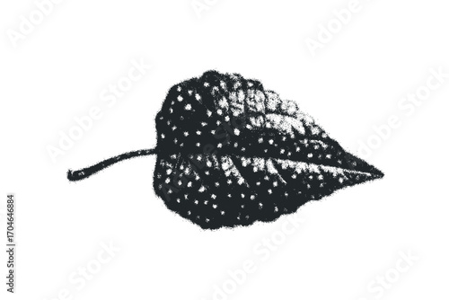 Textured leaf with dots on transparent background. Vector hand drawn illustration