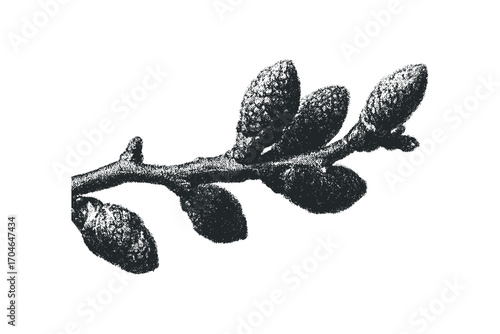 Branch with multiple unopened buds on transparent background. Vector hand drawn illustration