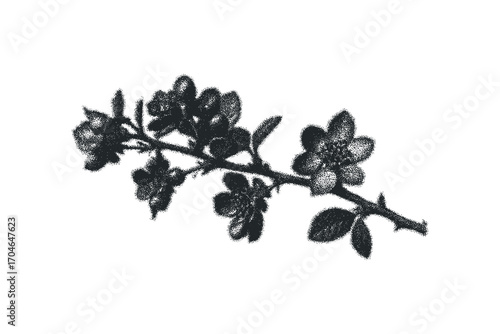Pincushion flower branch stippling on transparent background. Vector hand drawn illustration