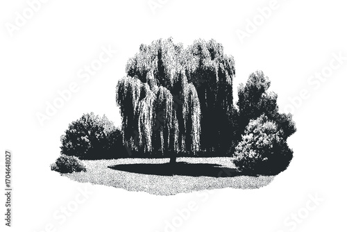 Weeping willow tree with bushes in dotwork style image. Vector hand drawn illustration