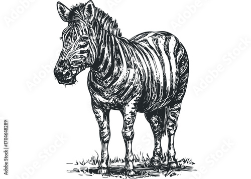 Pencil sketch of a zebra standing on grass, isolated on white, format. Vector hand drawn illustration