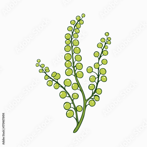 Vector drawing of an edible marine plant, sea grapes,green caviar or umibudo. Botanical illustration of a healthy superfood, Caulerpa seaweed branch