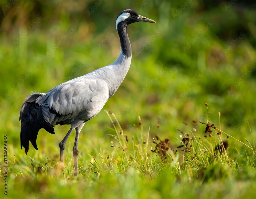 Fototapeta premium Crane in a grassy field