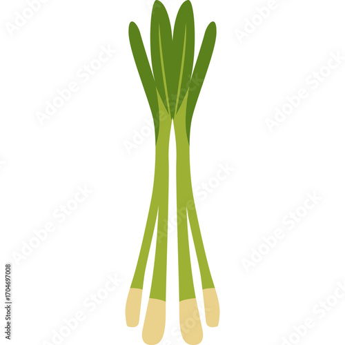 Green onion with long stalks and white base, fresh herb illustration perfect for cooking or garnish.

