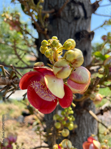 beautiful sal flowers in the garden