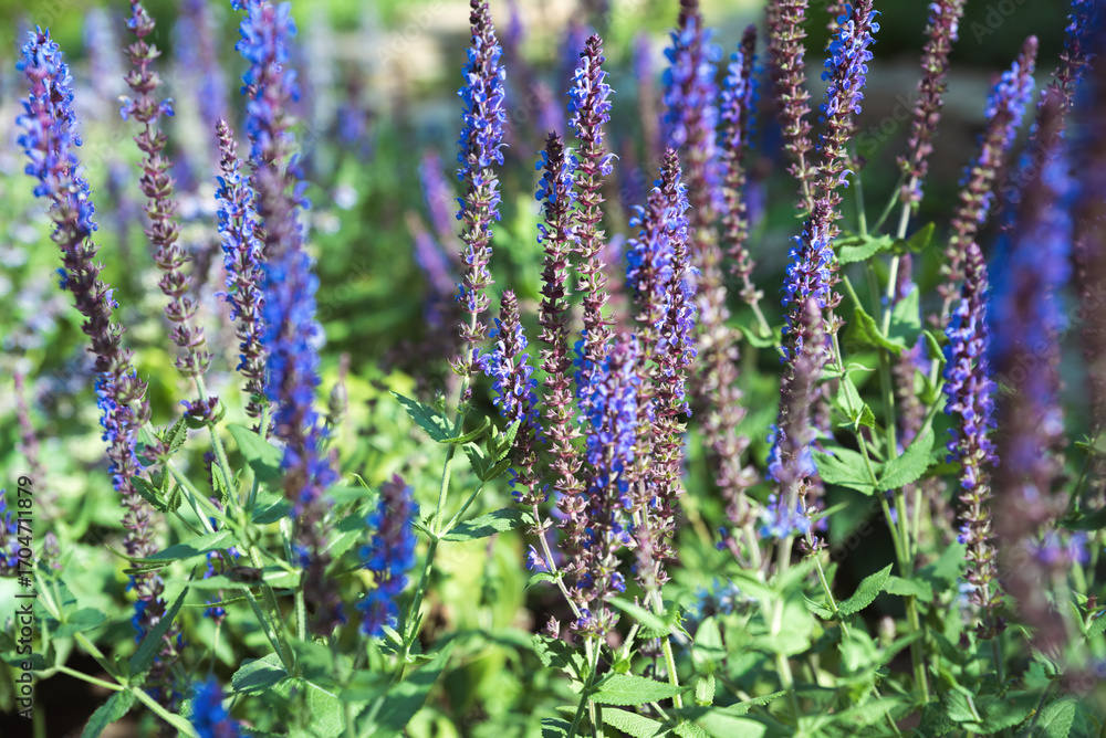 Fototapeta premium Stunning purple Salvia blossoms with delicate petals and lush greenery, bathed in sunlight, adding color to a serene garden setting.