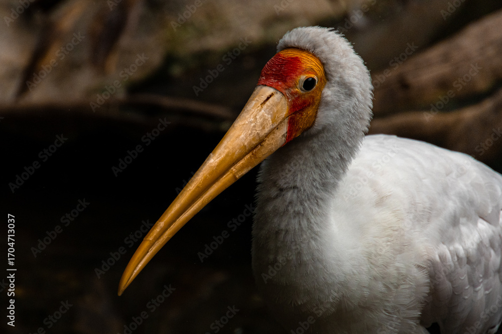 Fototapeta premium yellow billed stork portrait