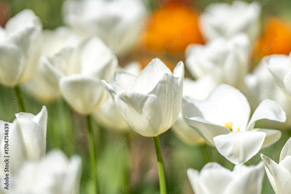 Obraz premium Spring blossom flowers. Tulips field in spring time. Close up tulip flowers background. Colorful tulip flowering in the garden at sunny summer or spring day. Selective soft focus.