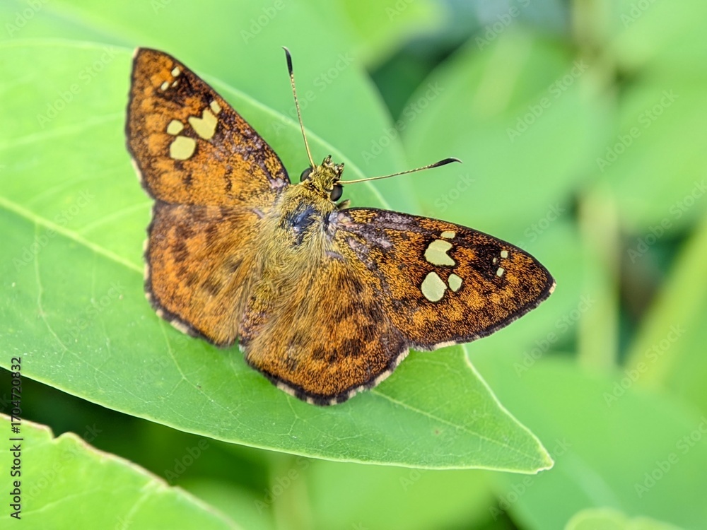 Obraz premium Golden Skipper Butterfly Telicota colon Macro Photography