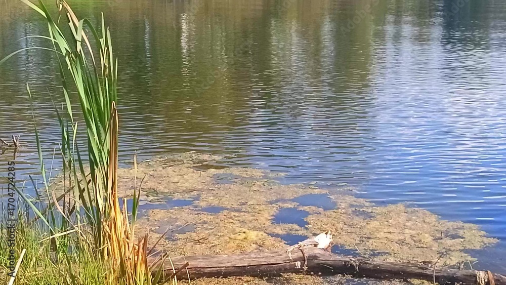 Fototapeta premium Marsh mud and reeds on the shore of a beautiful lake with a shaky surface on a sunny summer evening.