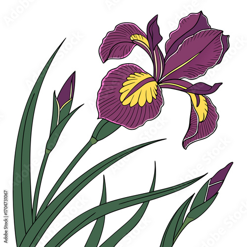 dutch iris rosario with leaves 