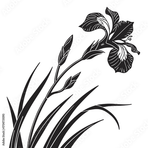 black and white dutch iris red ember