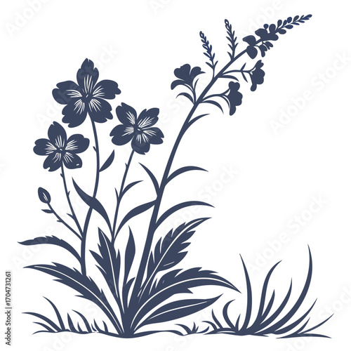 black and white diascia perennial apricot queen