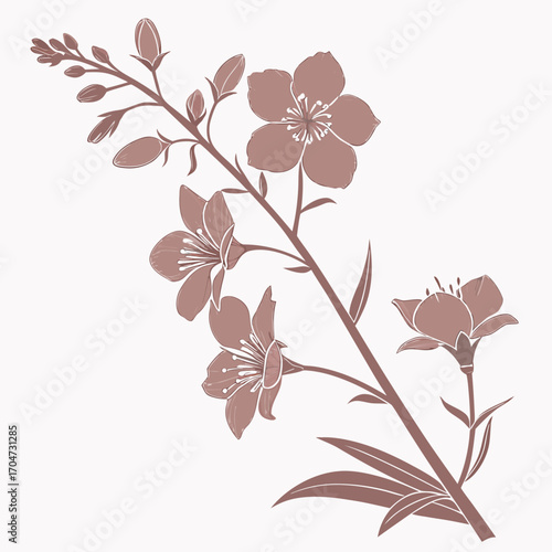 diascia perennial apricot queen vector 