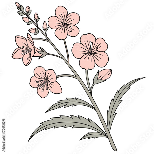 diascia perennial apricot queen on white background 