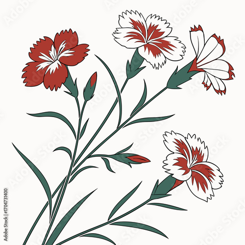 dianthus chinensis red and white