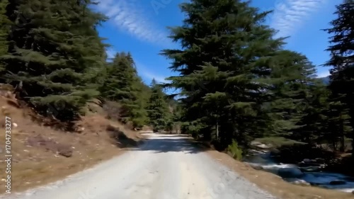 Scenic forest road in daylight