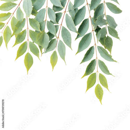 Green watercolor leafy branches hanging from the top on white space. Soft botanical frame composition. Calm natural wellness mood. Ideal for eco branding, invitations, and website headers.