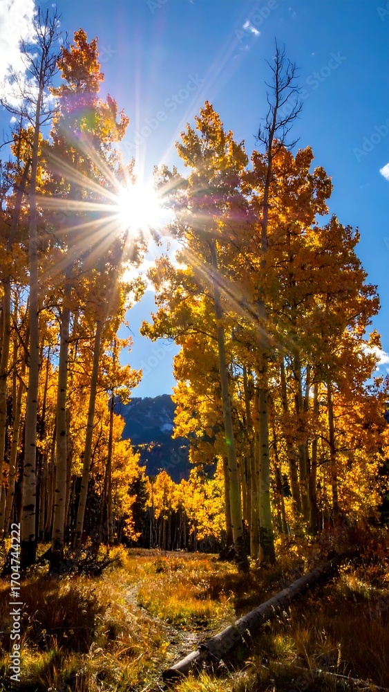 Obraz premium Autumn sunbeams through aspen trees