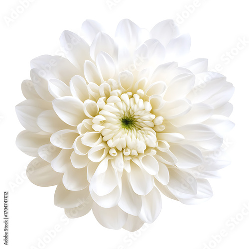 Wallpaper Mural Close-up of a white chrysanthemum flower with layered petals and a green center, isolated on a white background Torontodigital.ca