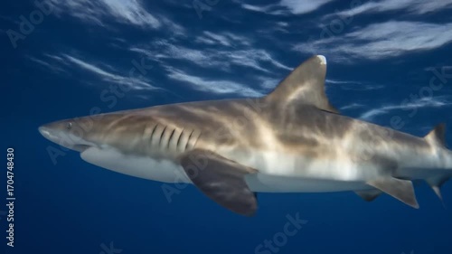 Underwater shark close up