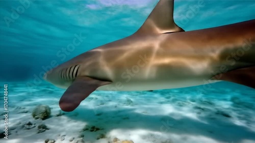 Underwater shark close up