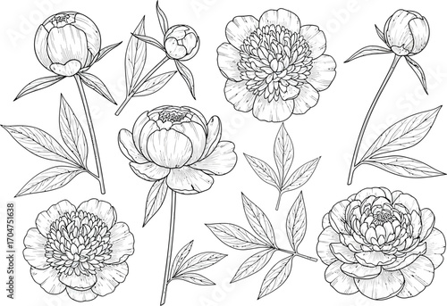 Elegant hand drawn black and white floral illustration featuring peonies and leaves with decorative ribbons and bows