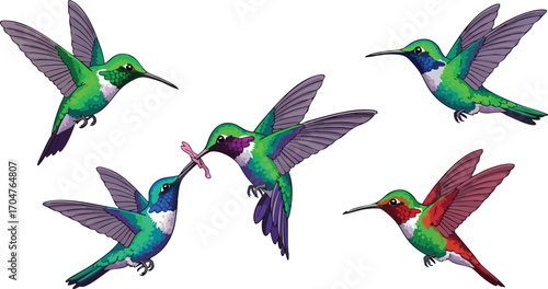 Hummingbirds Set Colorful Tropical Birds in Flight