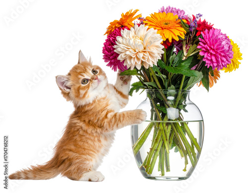 Cute Ginger Kitten Stretching Up Beside Flower Vase Isolated PNG