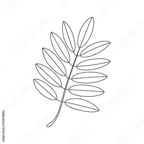 Detailed line art of a rowan leaf branch on a white background minimal botanical illustration for creative projects and design elements