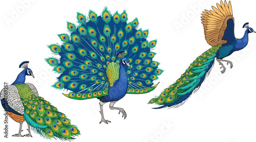 Peacock Poses Majestic Bird in Three Elegant Postures