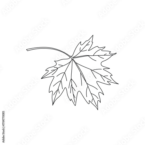 Maple Leaf Outline Illustration Black and White Line Art Design Element for Autumn Themes and Education Projects Botanical Study