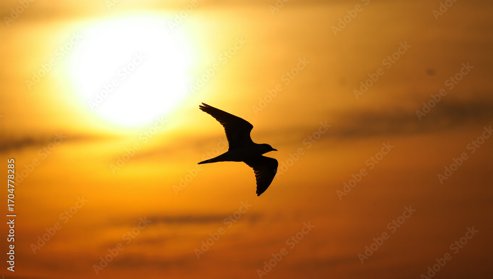 Fototapeta premium Chase your dreams and soar toward a new, beautiful horizon.