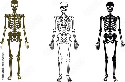 Three artistic representations of the human skeleton in different styles and colors.