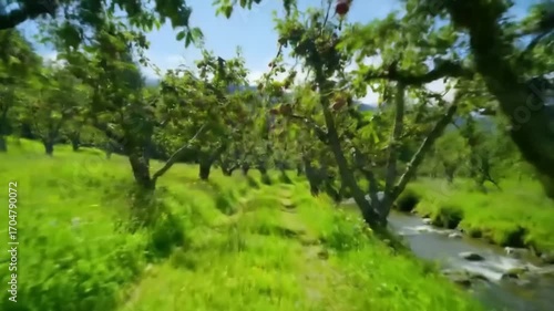 Sunlit orchard path through lush green trees