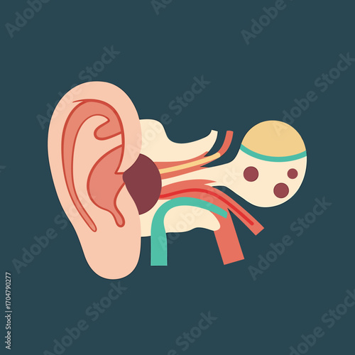 Anatomical illustration of a human ear, showing the inner ear structures and outer ear components in a simplified style.