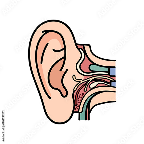 Diagram of the human ear, showing external and internal structures.