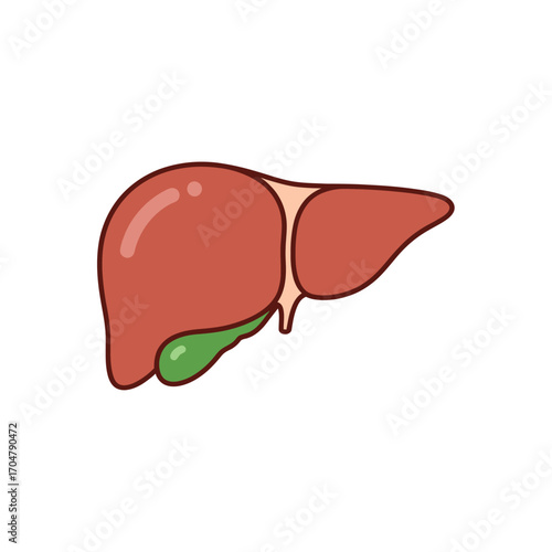 Simplified illustration of a human liver and gallbladder.