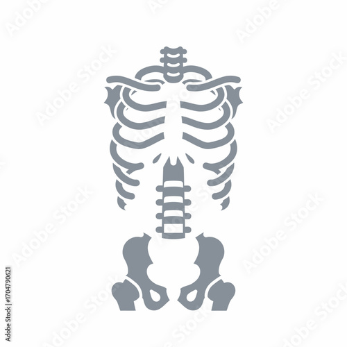 A stylized illustration of a human skeletal torso, isolated on white background.