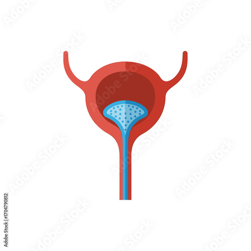 Simplified anatomical illustration of a human urinary bladder and urethra.