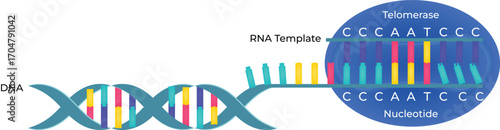 Telomerase Enzyme DNA Replication Process Vector Illustration