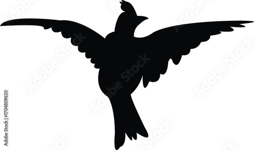 Flying Angola lark bird Silhouette Design And Vector Illustration. 