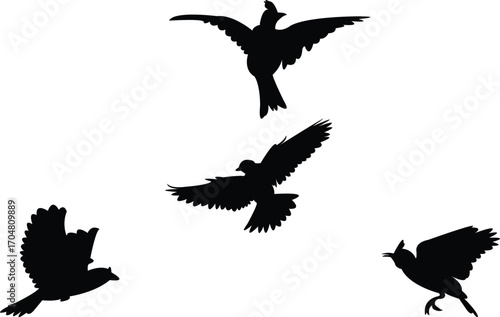 Flying Angola lark bird Silhouette Design And Vector Illustration. 