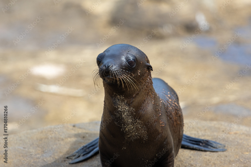 Fototapeta premium Young Seal Pup on Sandy Beach